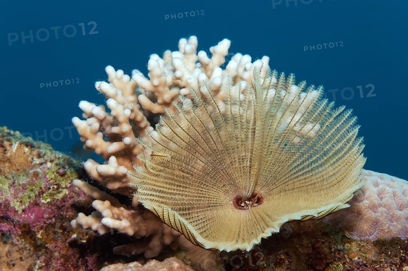 Indo-Pacific featherworm
