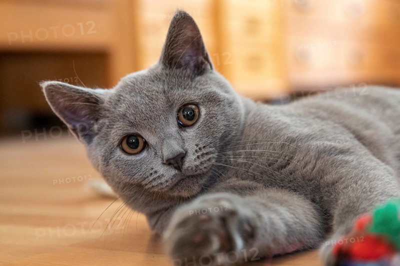 Young British Shorthair male playing with the photographer