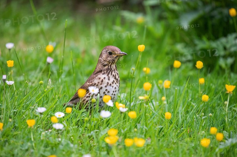 Song thrush