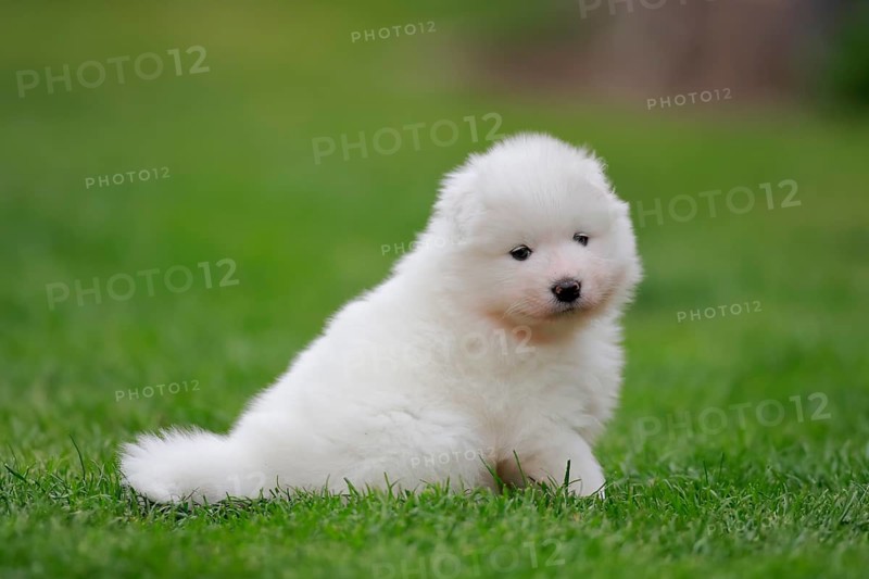 Samoyed Domestic dog