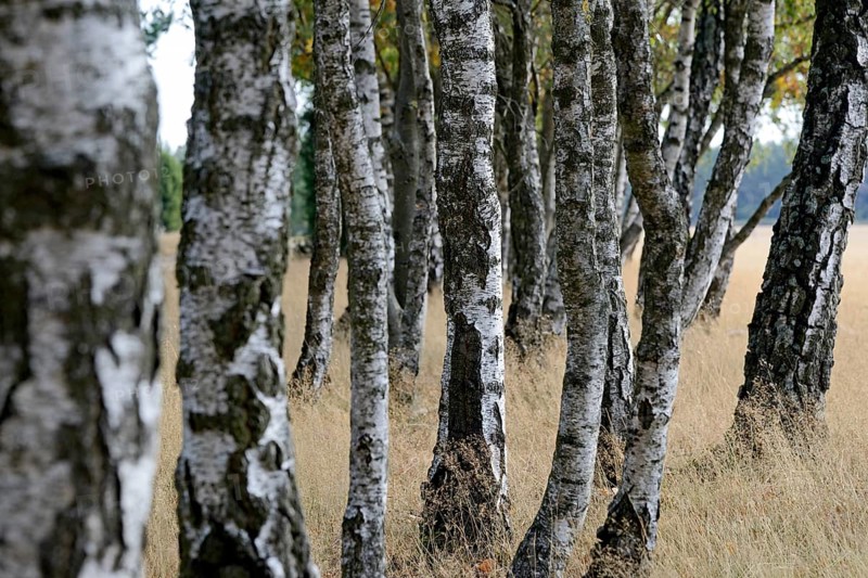 Heathland