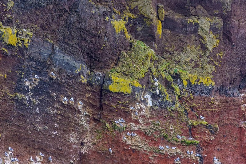 Red coloured Krisuvikuberg cliffs