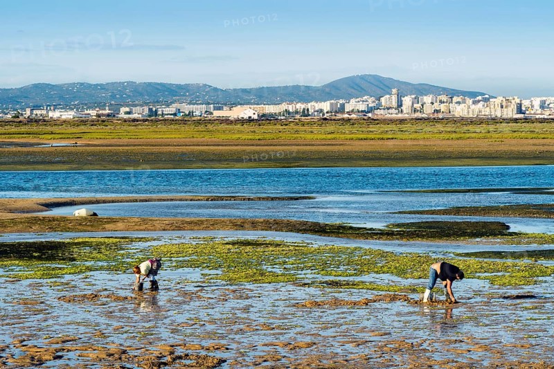 Ria Formosa during low tide with people gathering the seafood