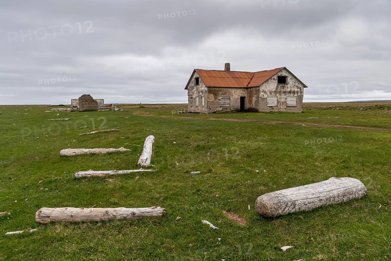 Driftwood