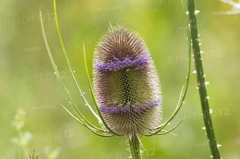 Wild teasel