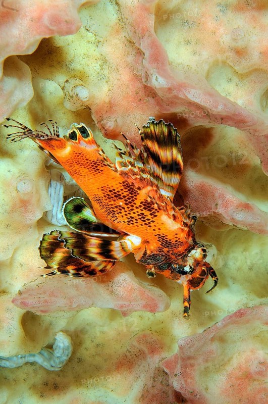 Twospot turkeyfish