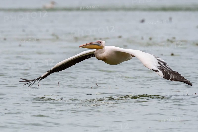 Dalmatian pelican