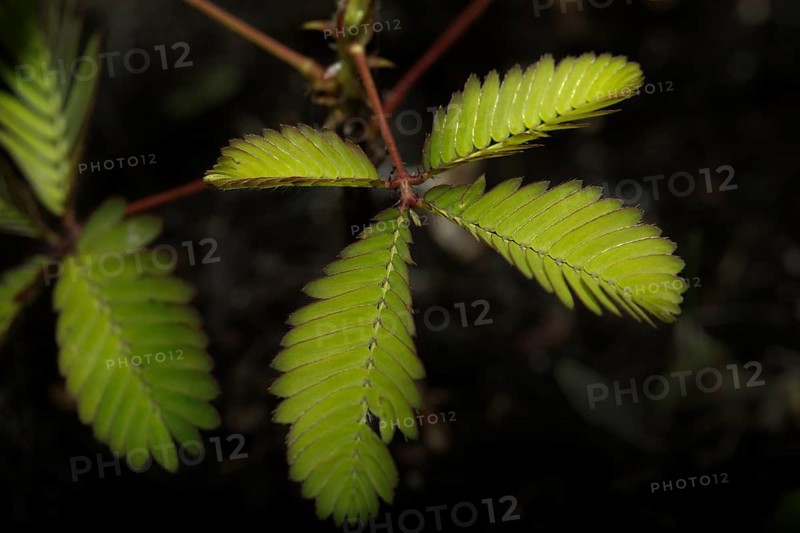 Sensitive plant