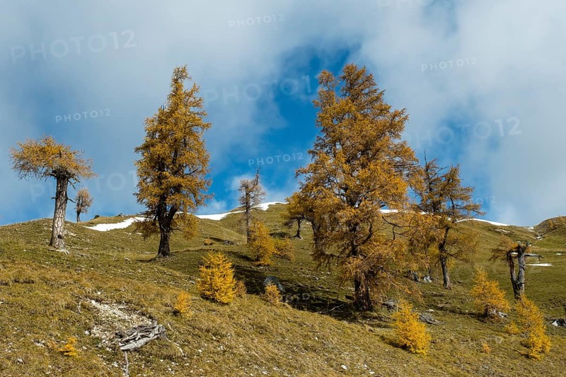 Autumn coloured larches