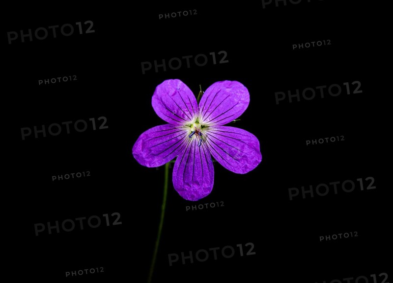 Wild geranium