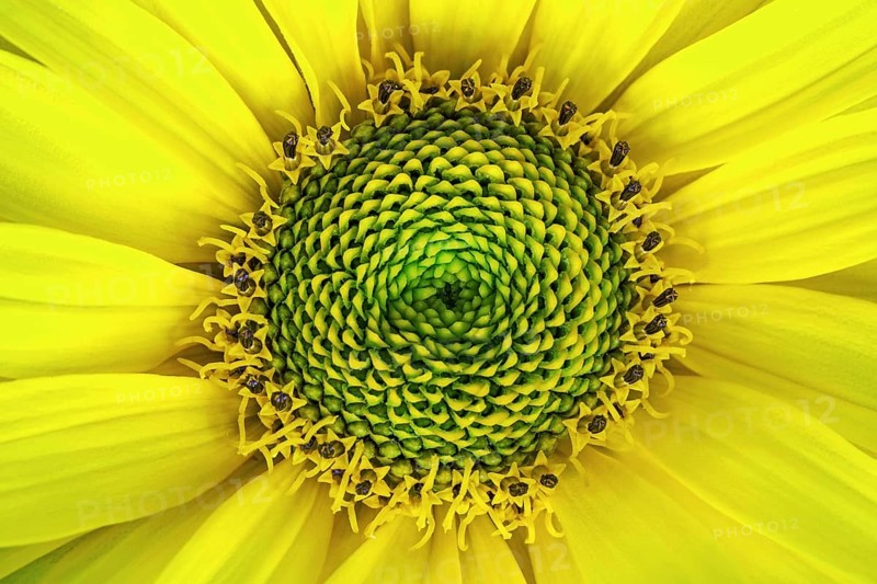Rough oxeye