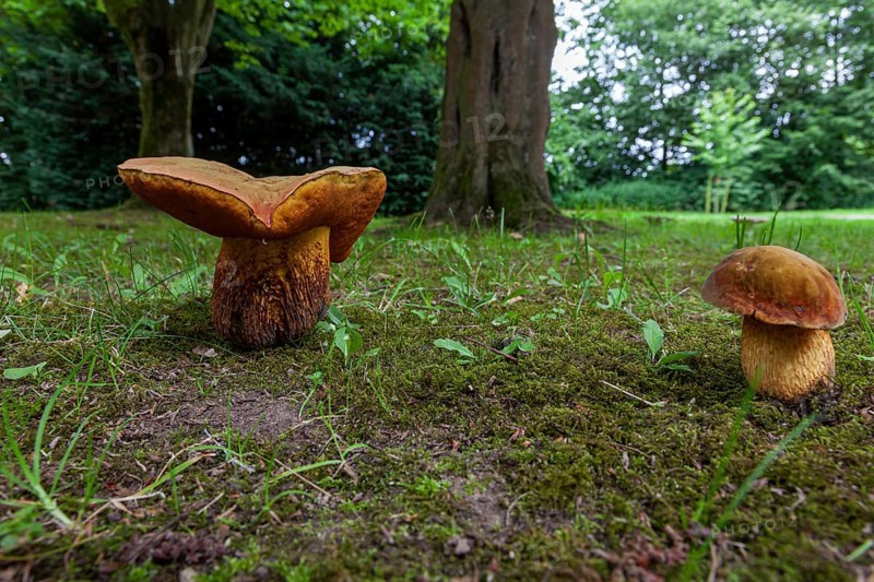 Lurid bolete