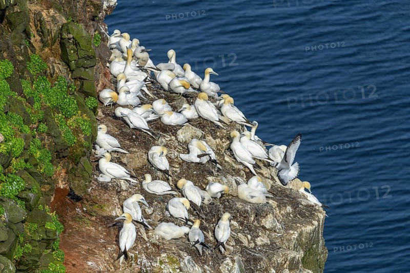 Another gannet colony opposite the rock needle Stori Karl
