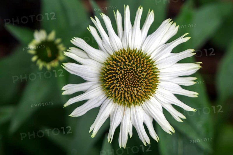 White-flowered coneflower