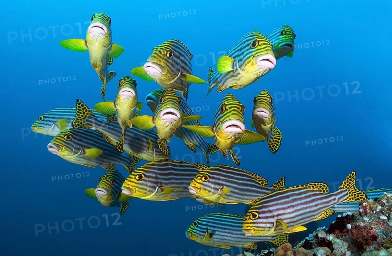 Small school of fish Oriental sweetlips