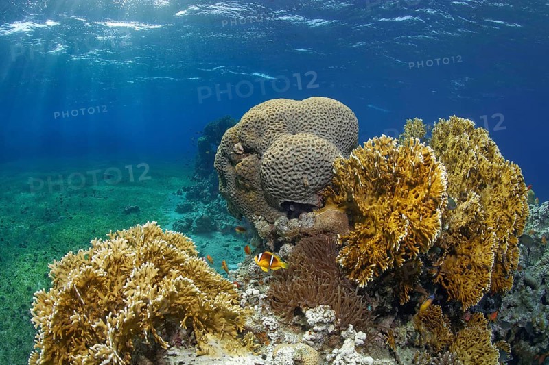Typical coral reef in seagrass meadow with Red Sea fire coral