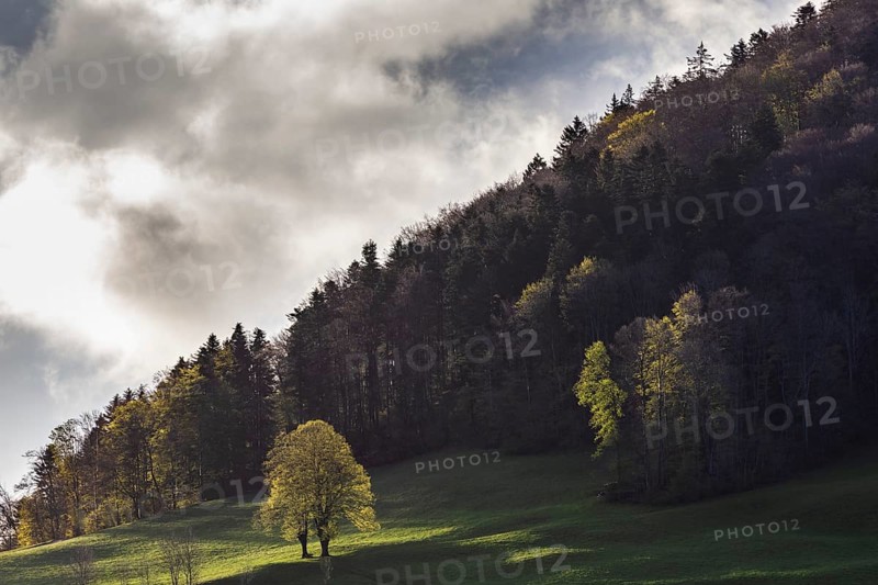 Twin tree