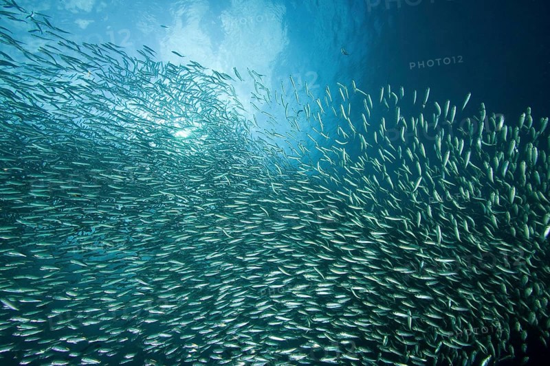 Shoal of Sardinops