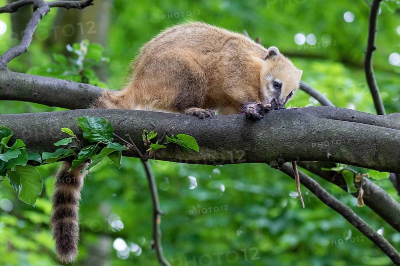 South American coati