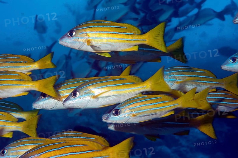 School of fish Bluestripe snapper