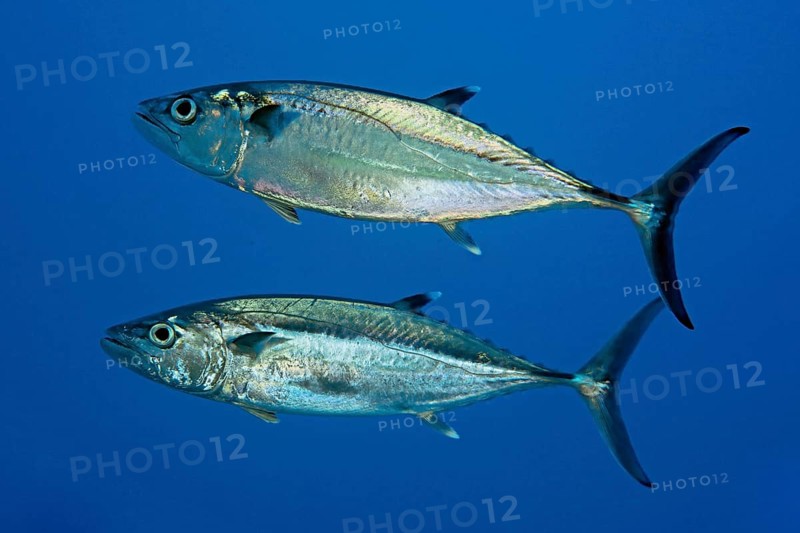 Dogtooth tuna