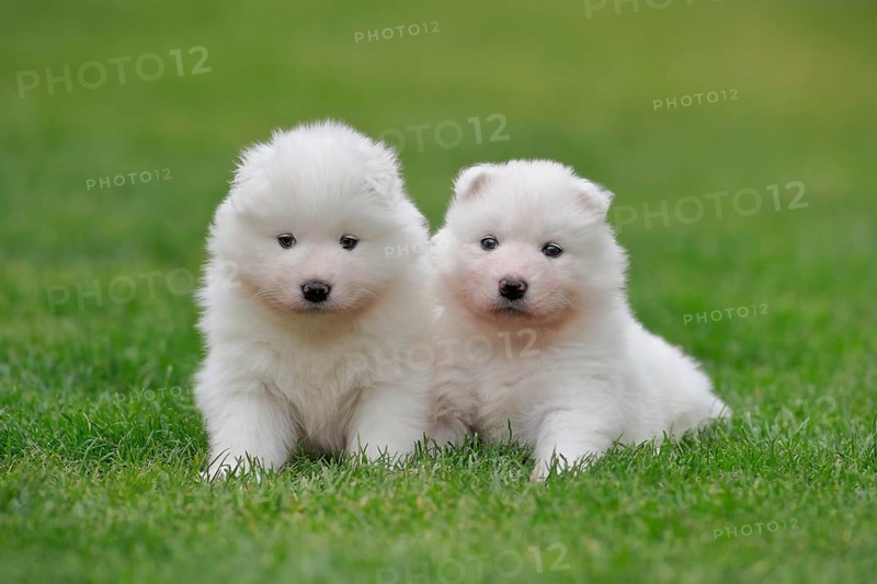 Samoyed Domestic dog