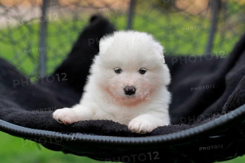 Samoyed Domestic dog