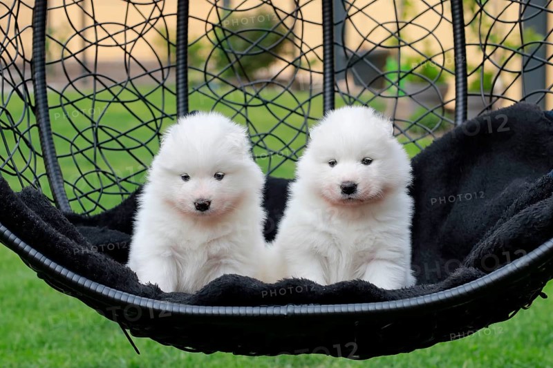 Samoyed Domestic dog
