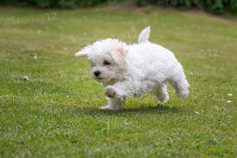 Young Mini Maltese in Sprint