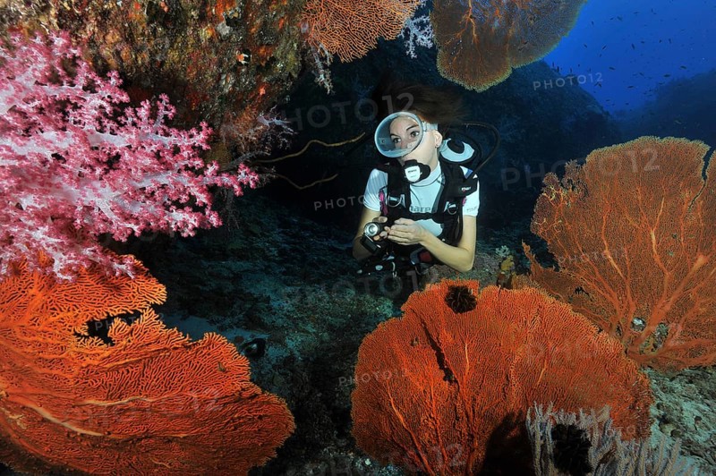 Diver looking at Red Sea Fan