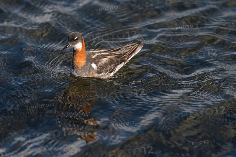 Swimming Red-necked Phalarope