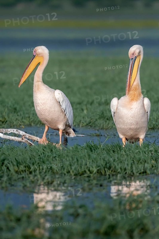 Two Dalmatian pelicans