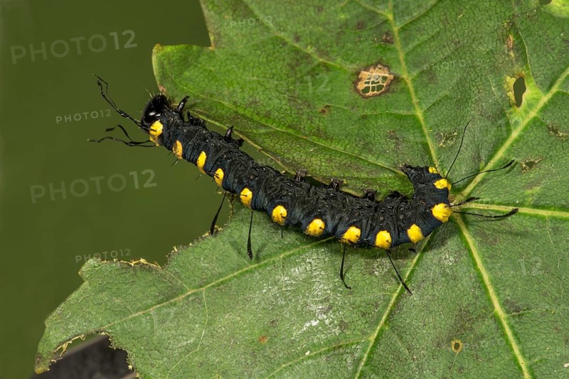 Alder moth