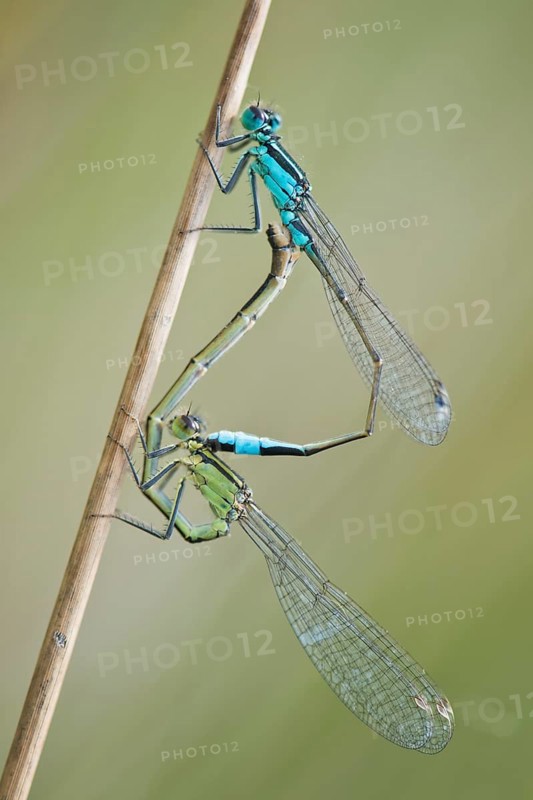 Azure damselfly