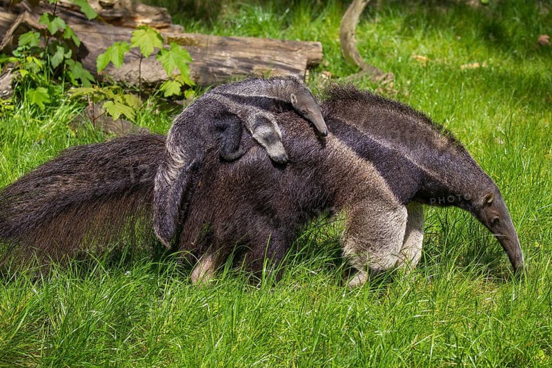Giant anteater