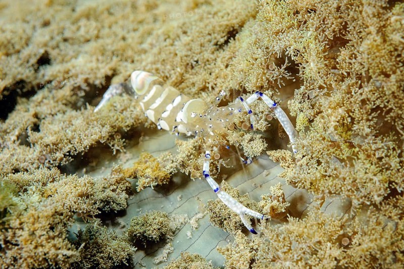 Holthuis partner shrimp
