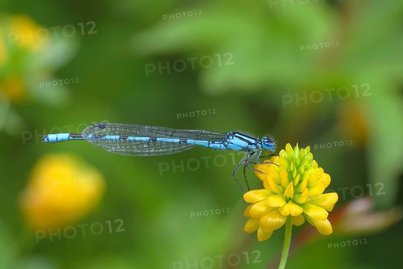 Common blue damselfly