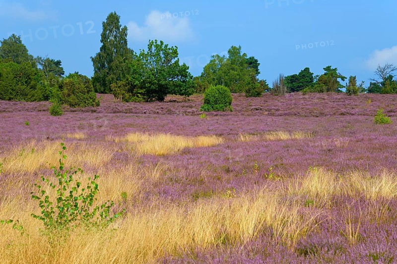 Heathland