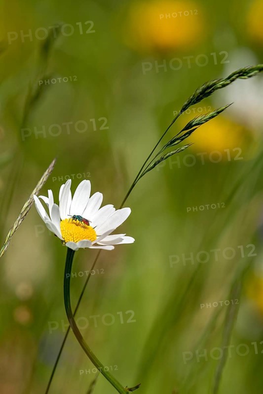Flowering marguerite