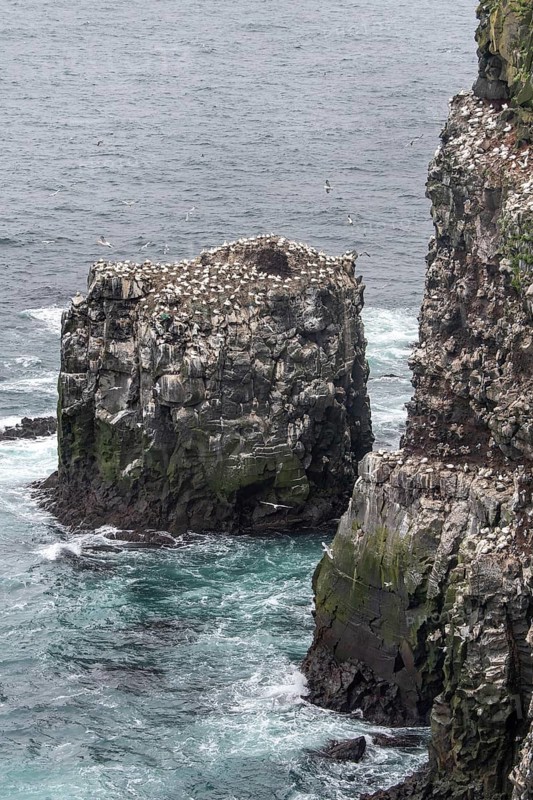 Gannet colony