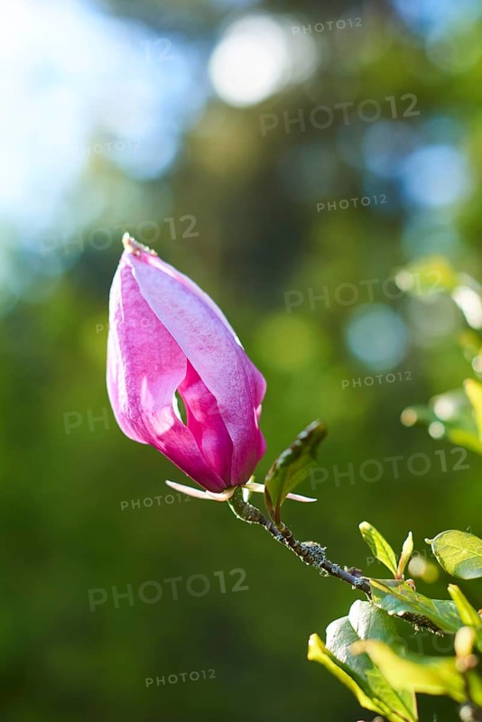 Mulan magnolia