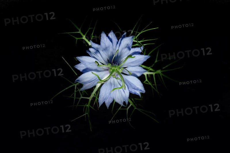 The flower of a love-in-a-mist