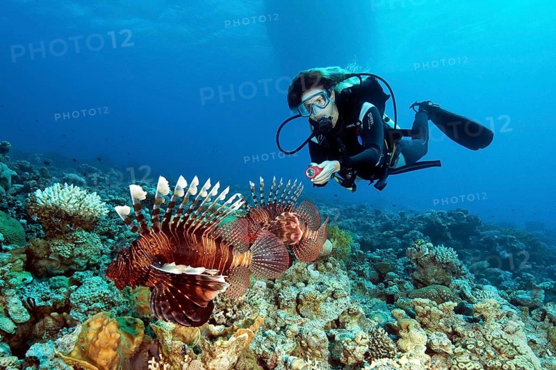 Lionfish lurking in coral reef for prey
