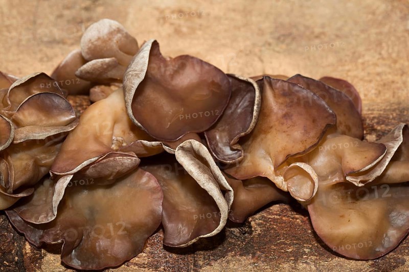 Auricularia auricula-judae