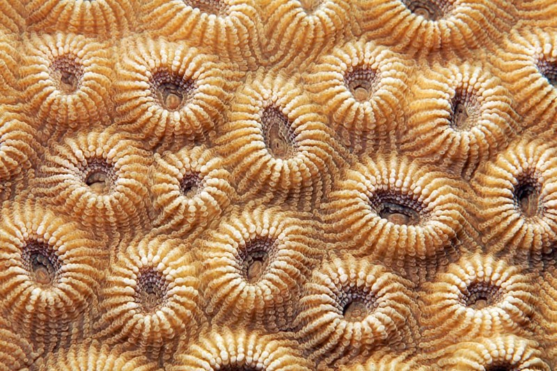 Stone coral