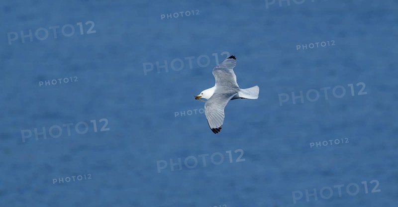 Common gull
