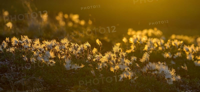 Cottongrass backlit