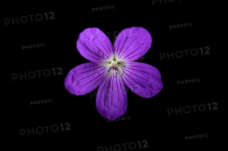 Wild geranium