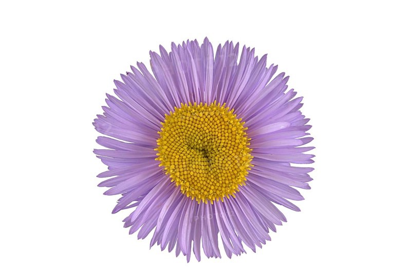 Gorgeous professional weed