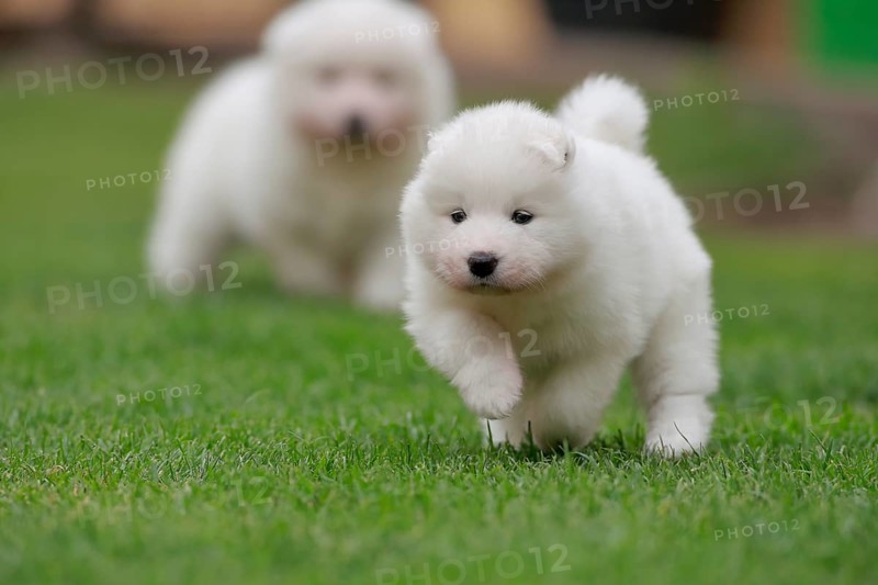 Samoyed Domestic dog